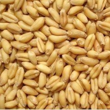 富硒小麦12.5%以下