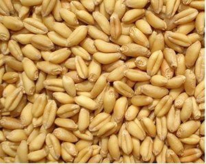 富硒小麦12.5%以下