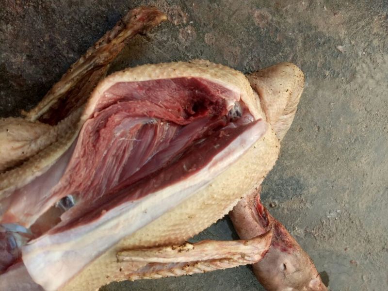 白鹅肉鹅6~8斤