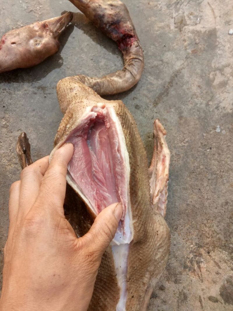 白鹅肉鹅6~8斤