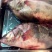 江鲤鱼食用2~3公斤