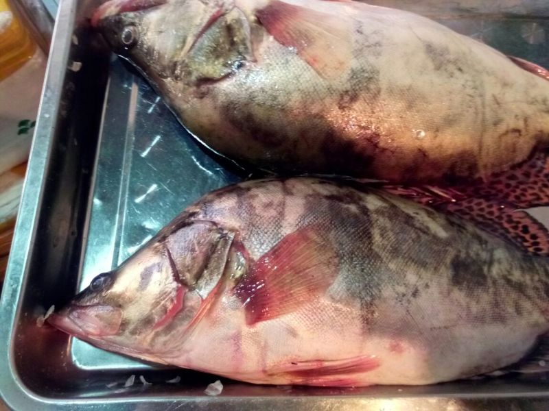 江鲤鱼食用2~3公斤