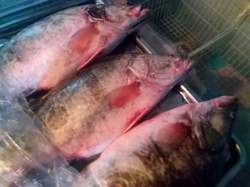 江鲤鱼食用2~3公斤