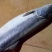 江鲤鱼食用2~3公斤