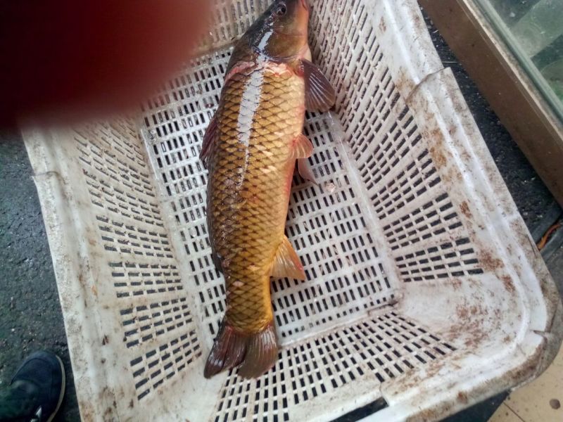 江鲤鱼食用2~3公斤