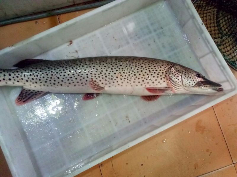 江鲤鱼食用2~3公斤