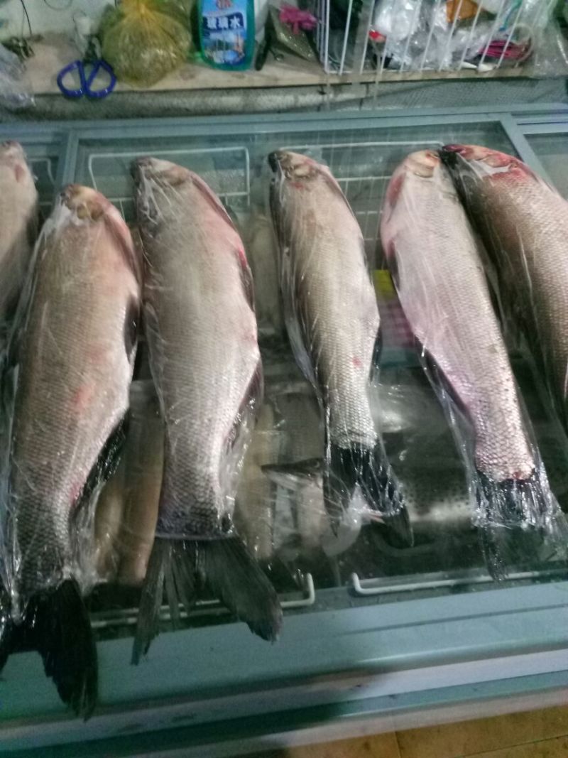 江鲤鱼食用2~3公斤