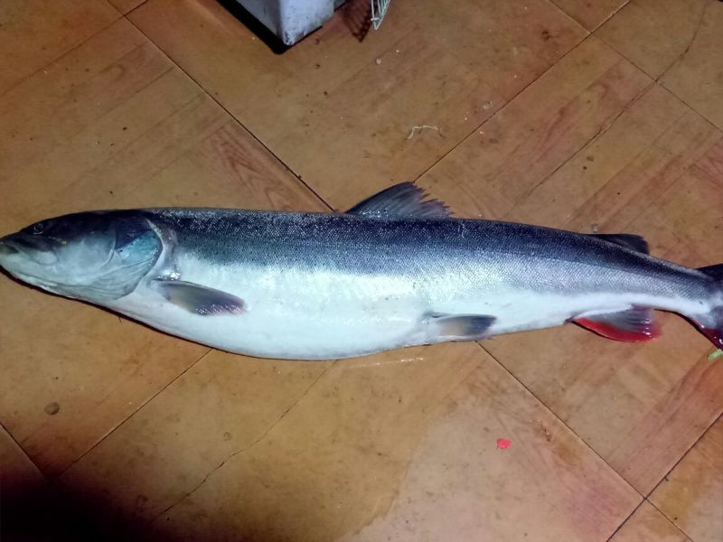 江鲤鱼食用2~3公斤