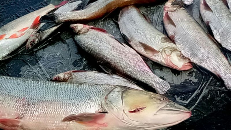 江鲤鱼食用2~3公斤