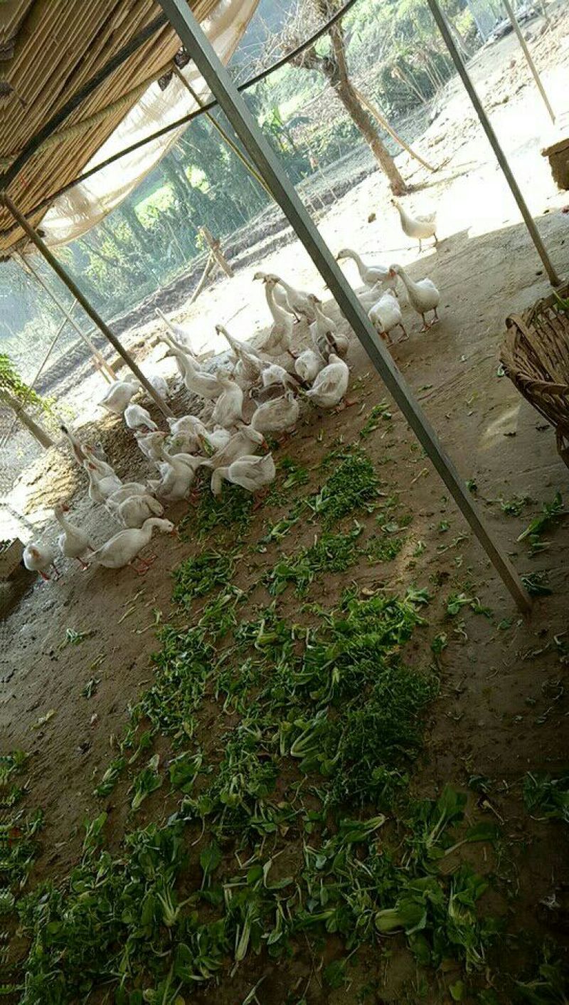 白鹅肉鹅6~8斤