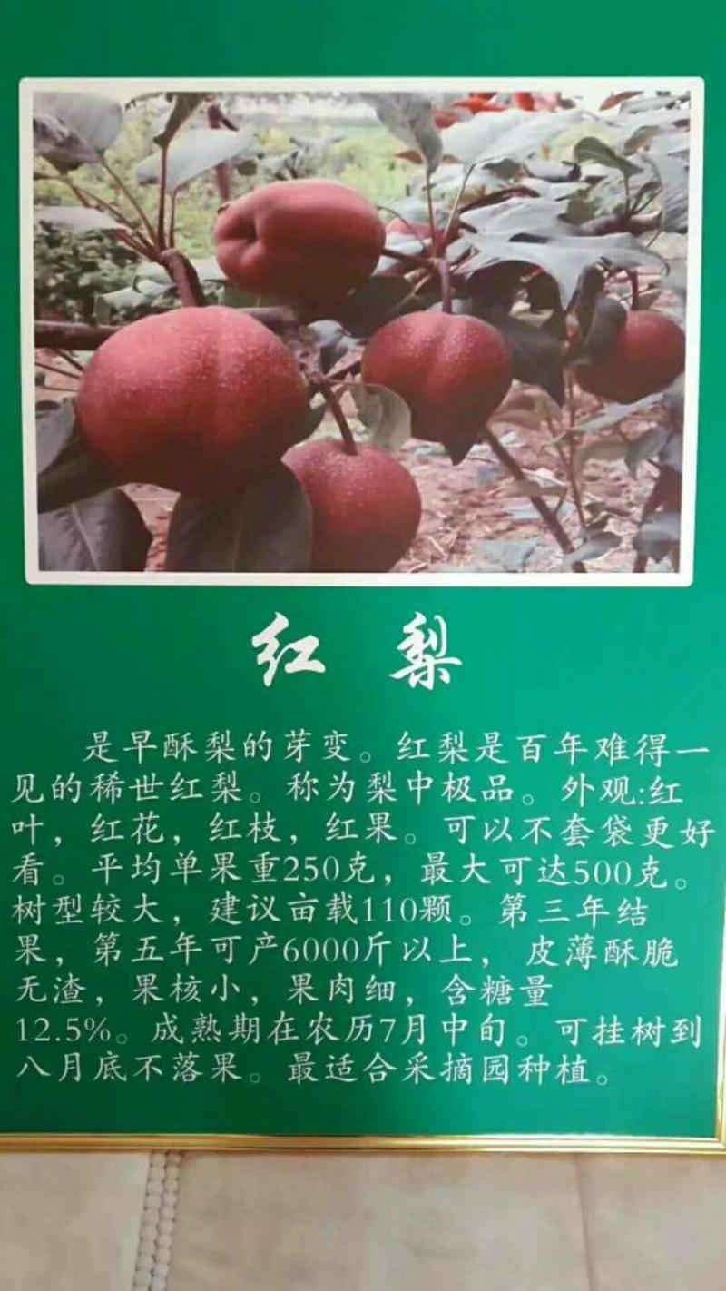 全红梨苗80cm以上0.8cm