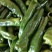 小叶韭菜头茬