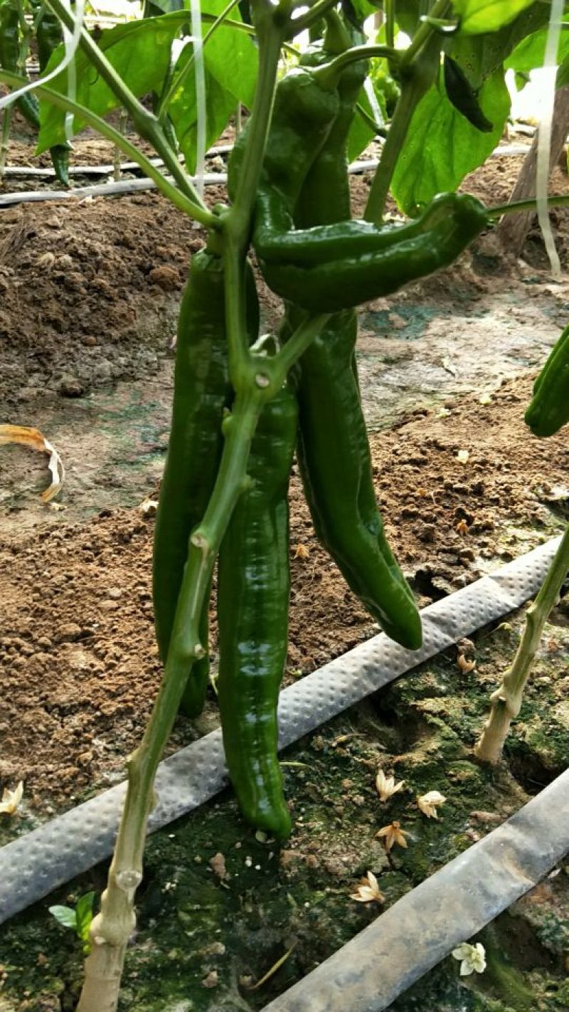 小叶韭菜头茬