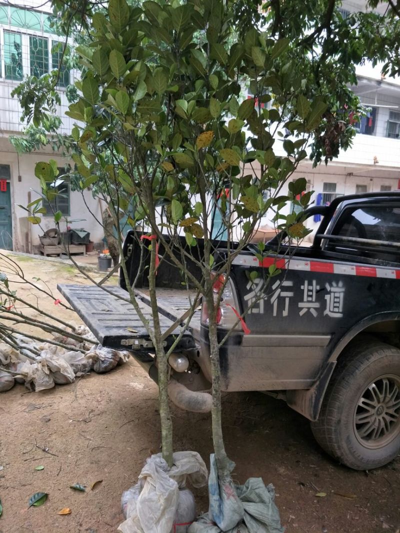 1号菠萝蜜苗一号菠萝蜜海南大菠萝菠萝蜜树树苗