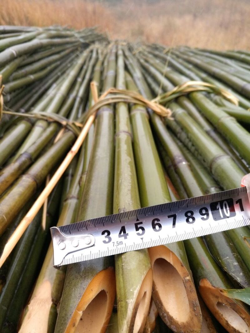 竹竿6.5米，生长于高海拔温差大的六龙山脉，结实耐用。
