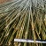 竹竿6.5米，生长于高海拔温差大的六龙山脉，结实耐用。
