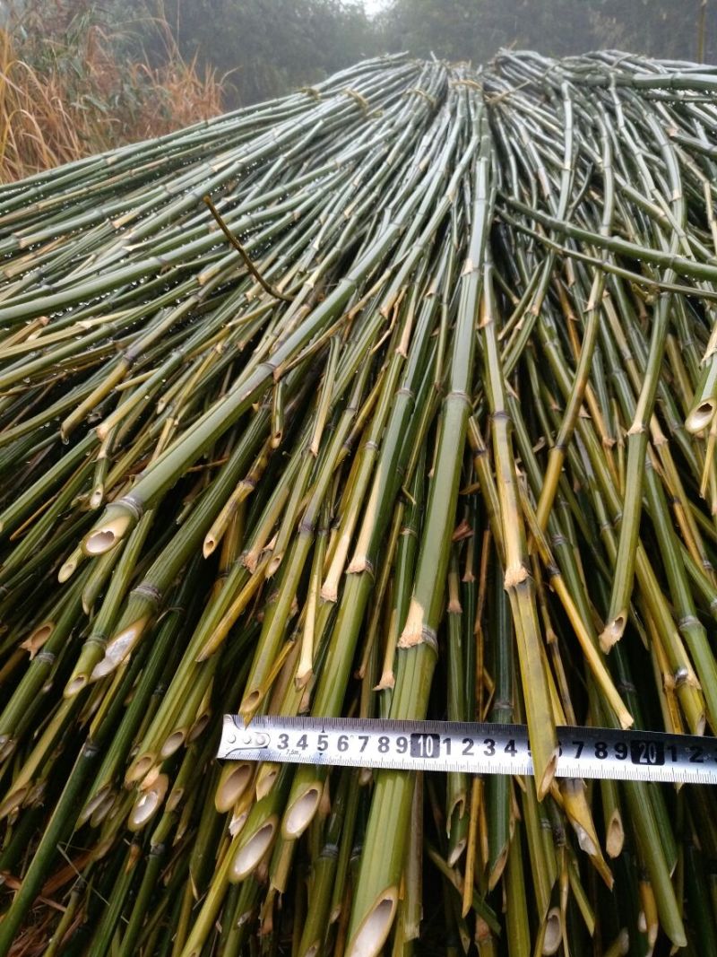 竹竿6.5米，生长于高海拔温差大的六龙山脉，结实耐用。