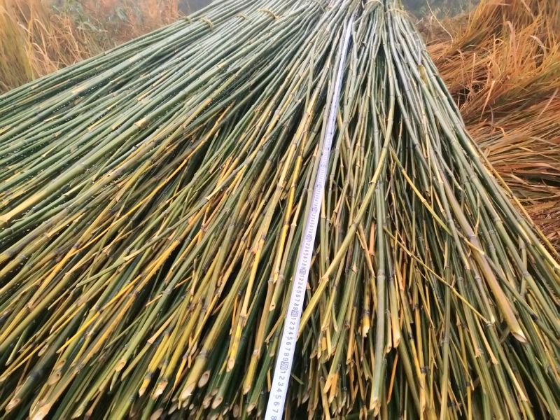 竹竿6.5米，生长于高海拔温差大的六龙山脉，结实耐用。