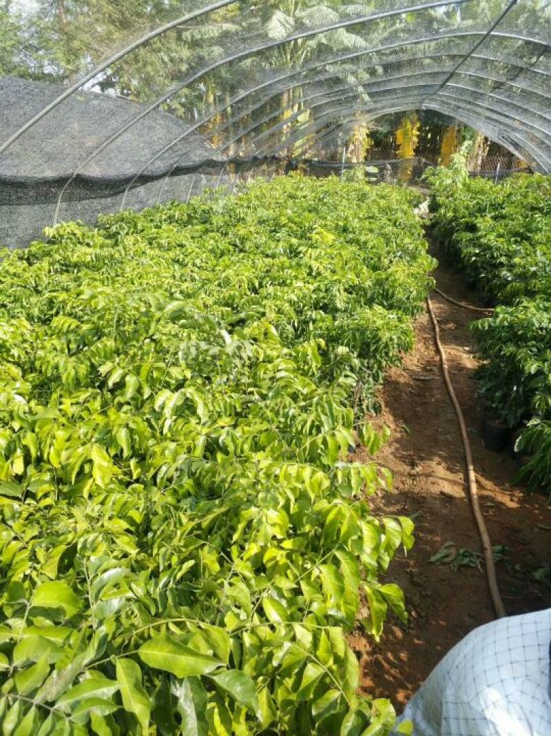 香蜜黑黄皮苗贵妃黄皮果苗果树苗嫁接黄皮苗