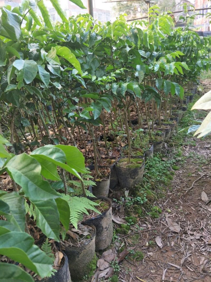 香蜜黑黄皮苗贵妃黄皮果苗果树苗嫁接黄皮苗