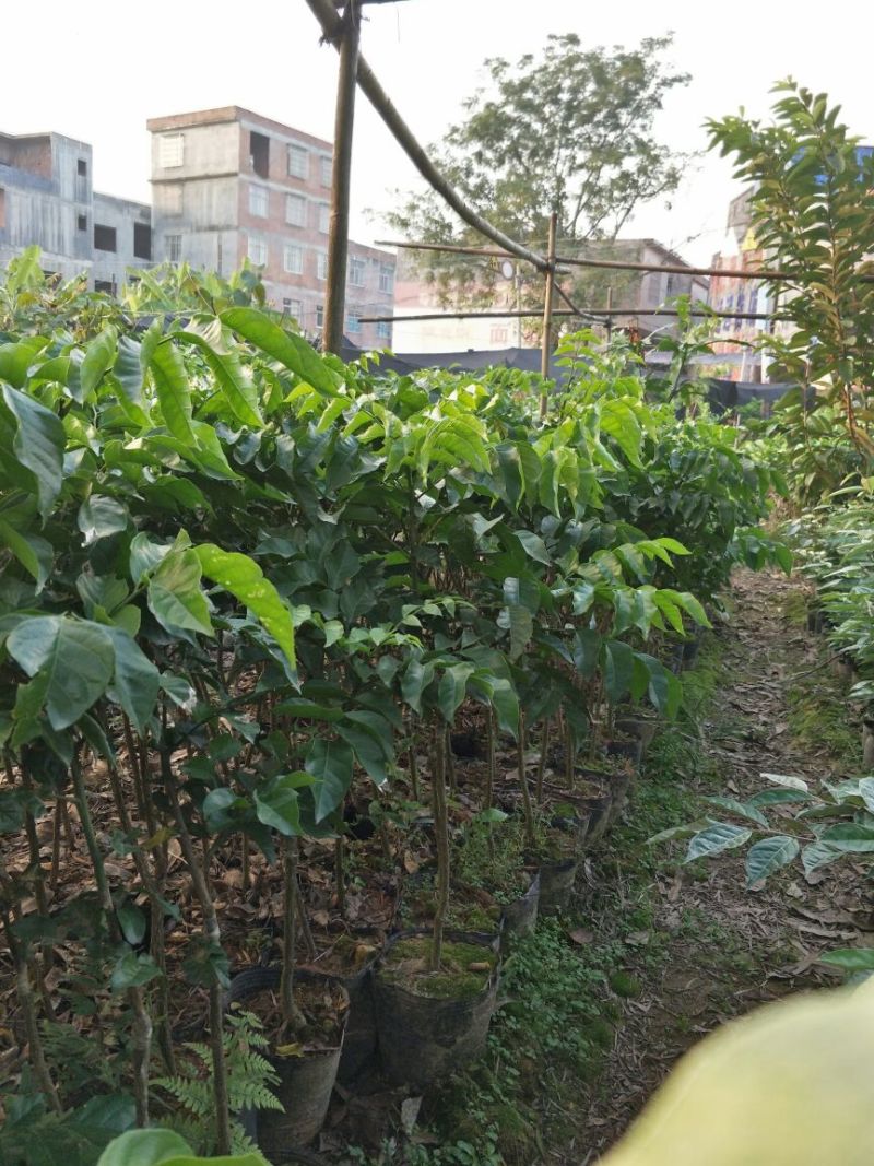 香蜜黑黄皮苗贵妃黄皮果苗果树苗嫁接黄皮苗