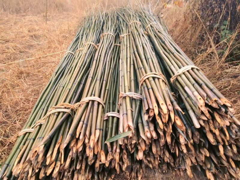 竹竿5.5米，六龙山大棚竹竿品质优良。