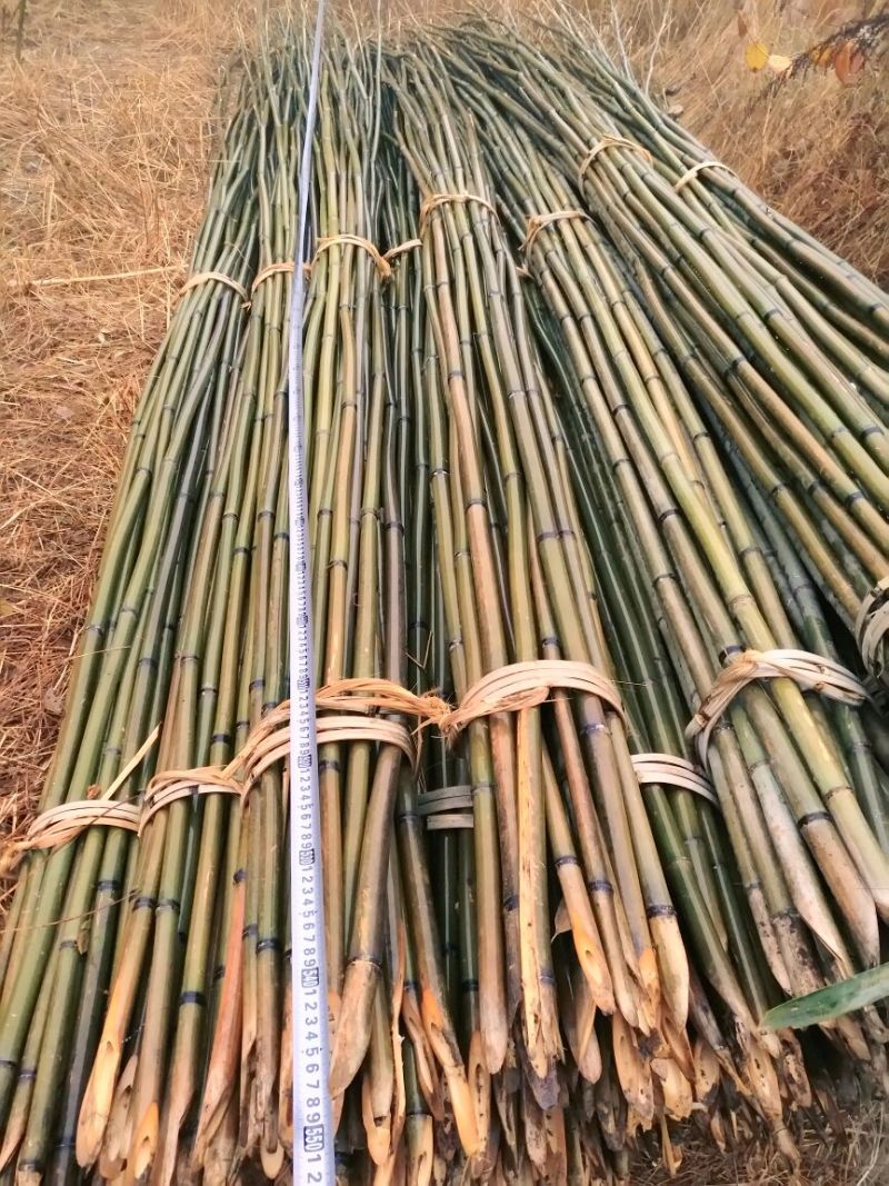 竹竿5.5米，六龙山大棚竹竿品质优良。