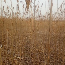果桑苗10~20cm