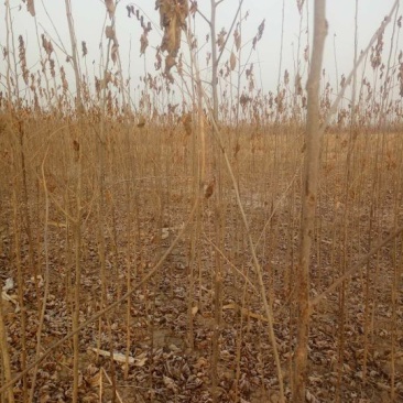 果桑苗10~20cm