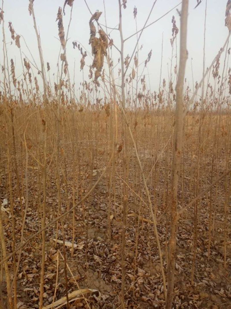 果桑苗10~20cm