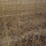果桑苗10~20cm