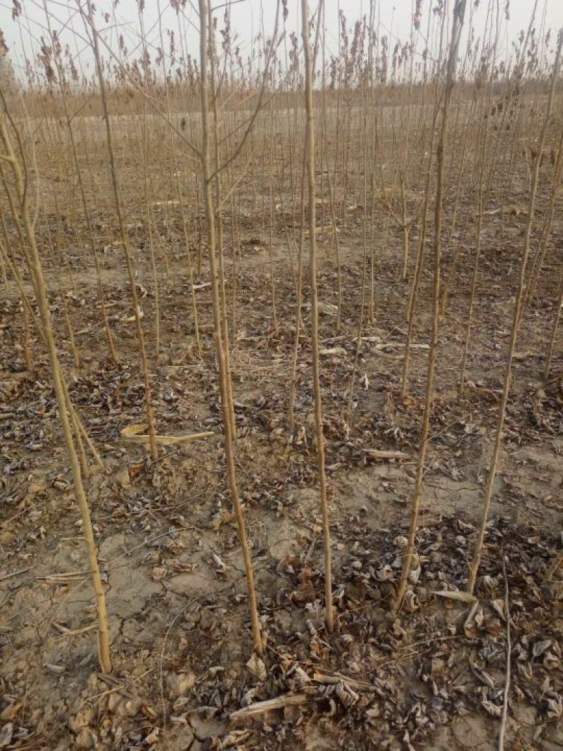 果桑苗10~20cm