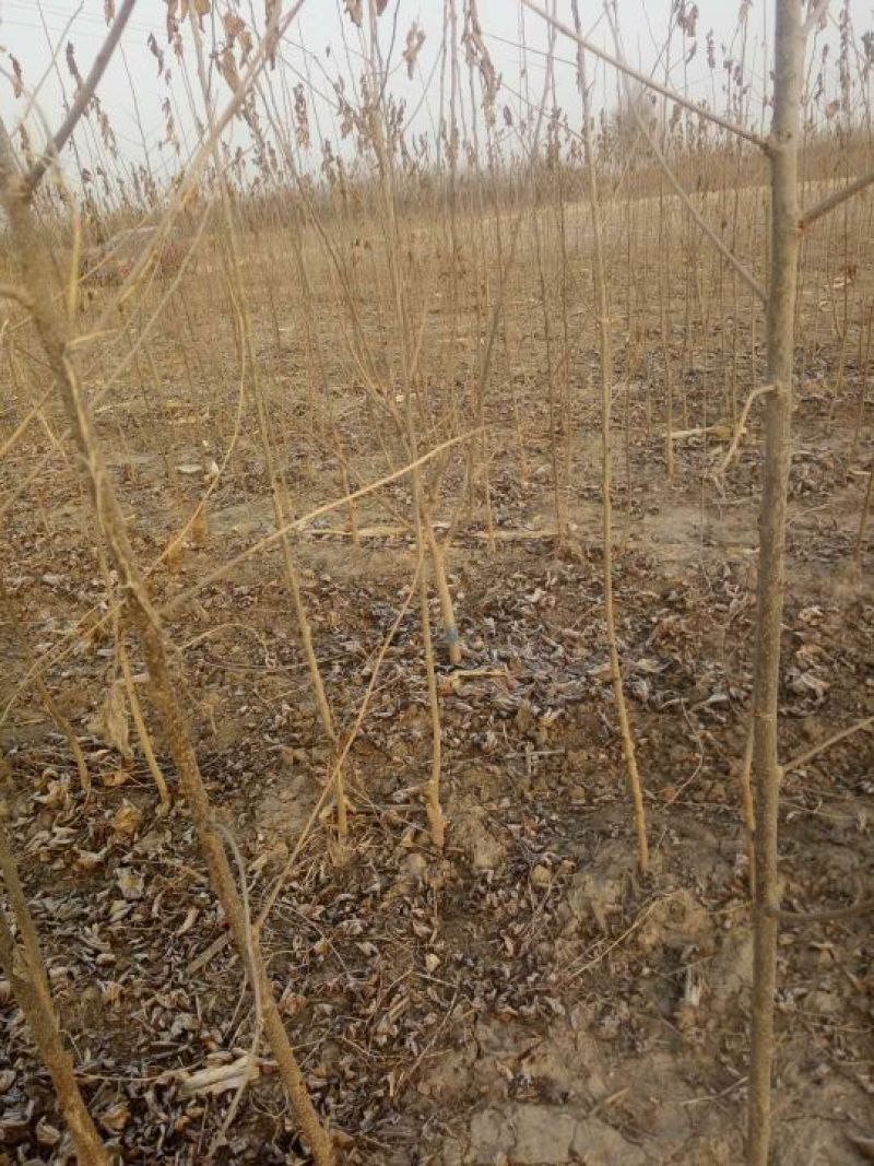 果桑苗10~20cm