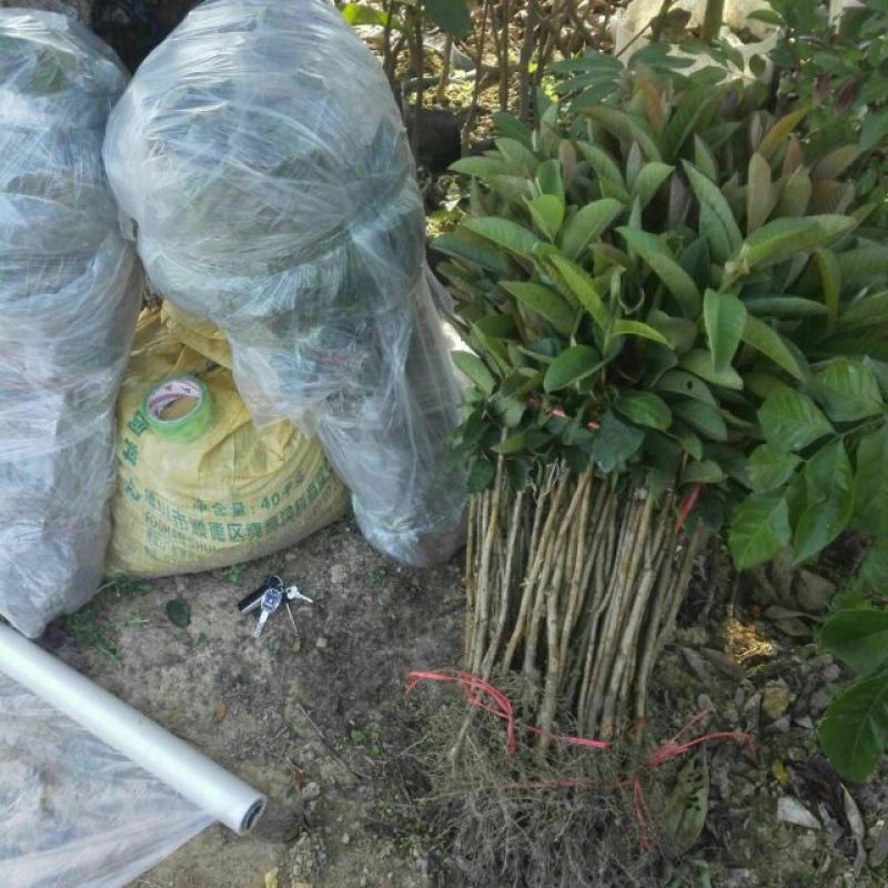 番石榴苗红心芭乐苗四季梨苗红宝石芭乐苗四季结果芭乐