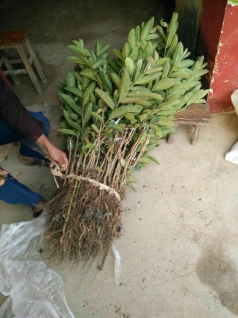 番石榴苗红心芭乐苗四季梨苗红宝石芭乐苗四季结果芭乐