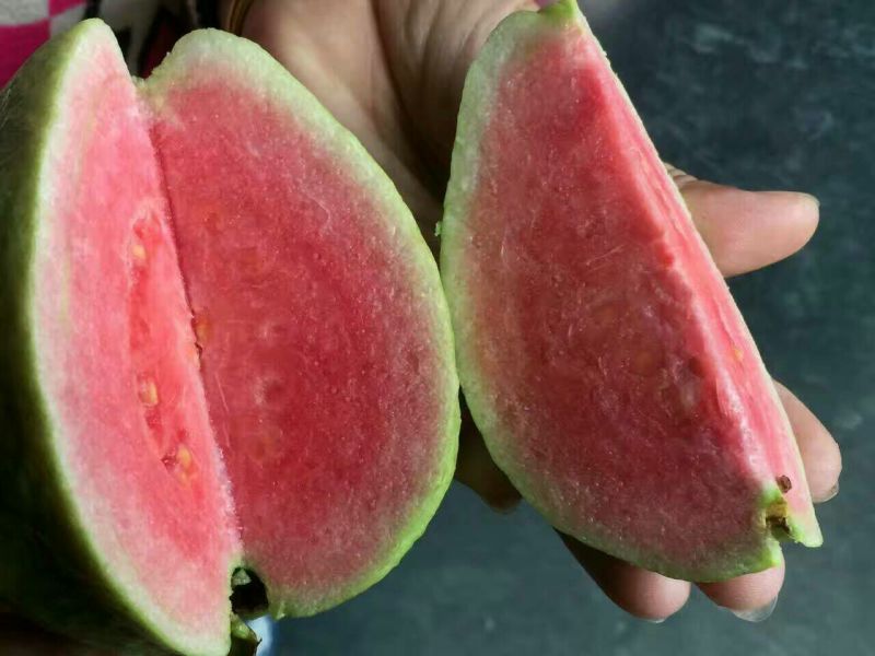 番石榴苗红心芭乐苗四季梨苗红宝石芭乐苗四季结果芭乐