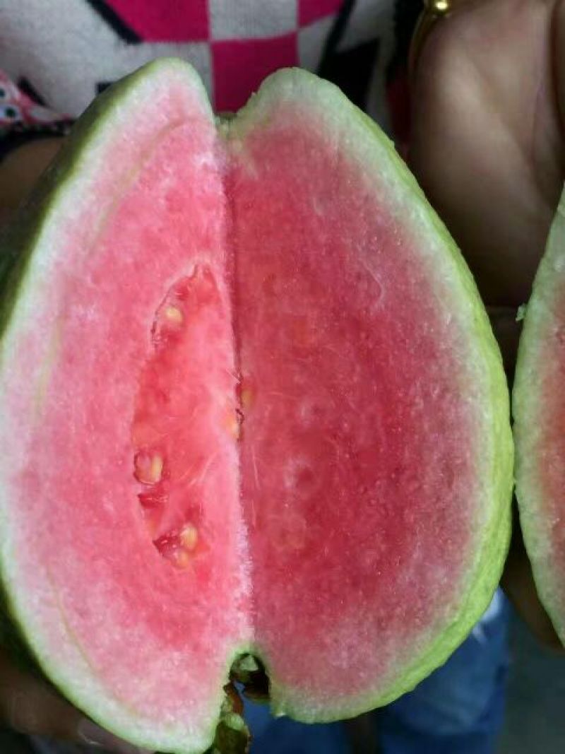 番石榴苗红心芭乐苗四季梨苗红宝石芭乐苗四季结果芭乐