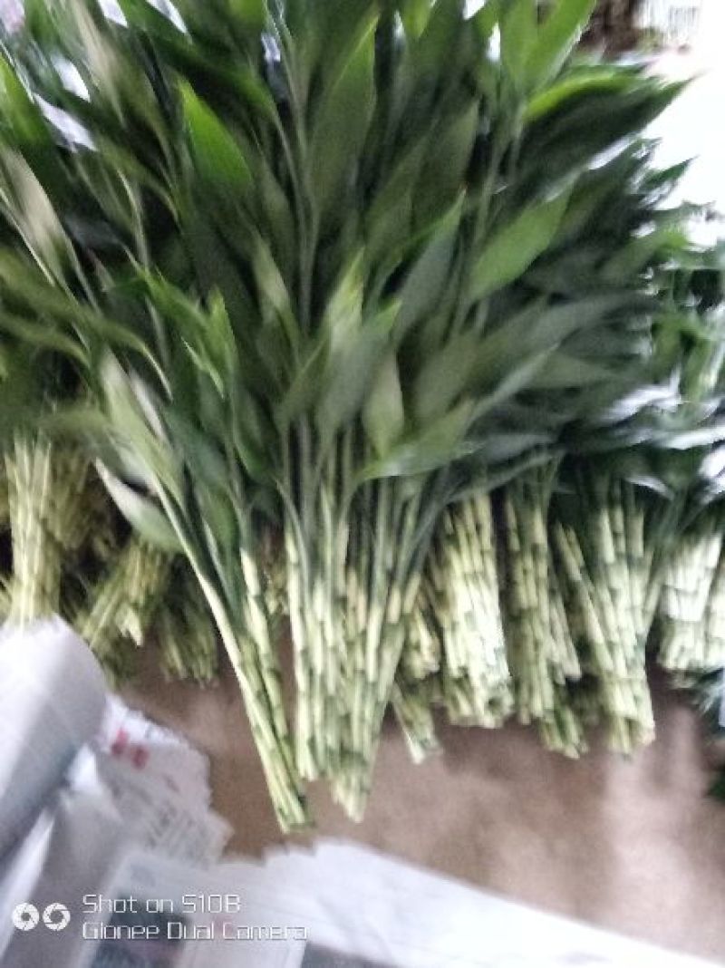 富贵竹10cm以上