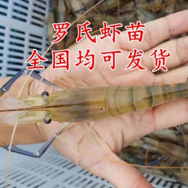 虾苗人工养殖种苗