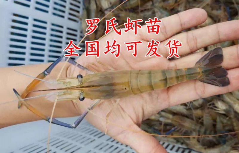 虾苗人工养殖种苗