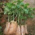 黄金百香果苗芭乐味、荔枝味百香果苗