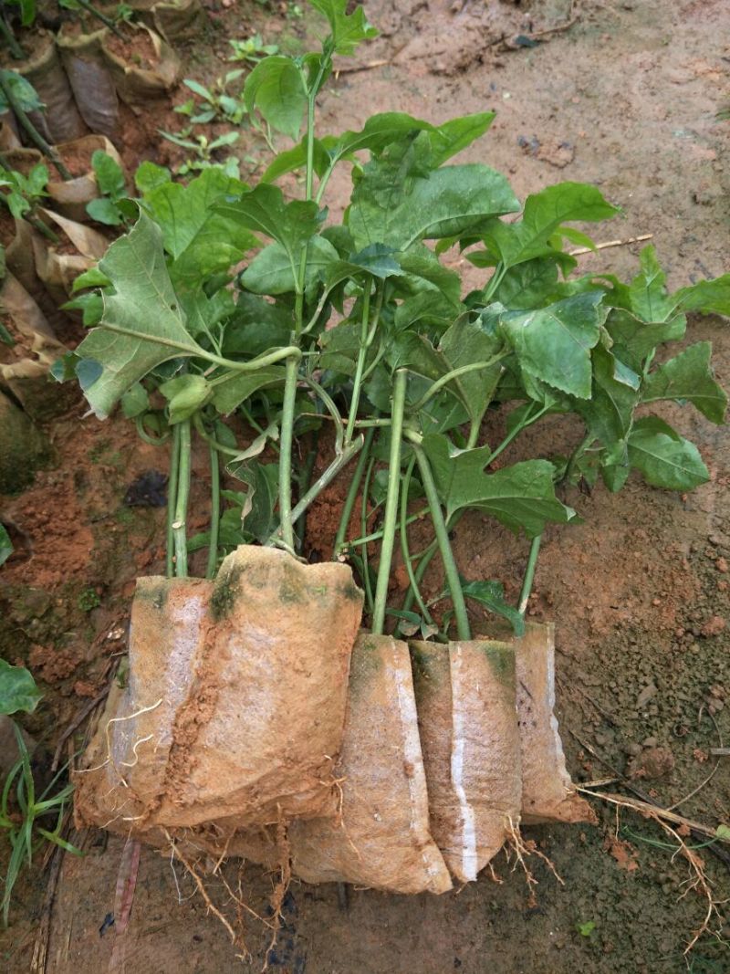 黄金百香果苗芭乐味、荔枝味百香果苗