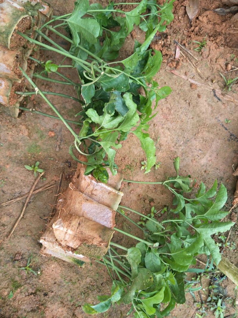 黄金百香果苗芭乐味、荔枝味百香果苗
