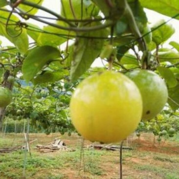 黄金百香果苗芭乐味、荔枝味百香果苗