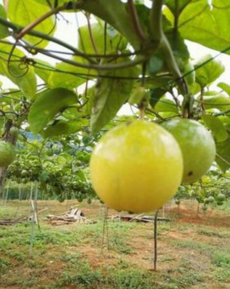 黄金百香果苗芭乐味、荔枝味百香果苗