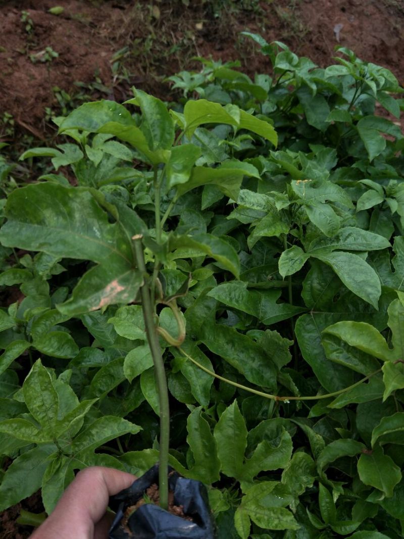 黄金百香果苗芭乐味、荔枝味百香果苗