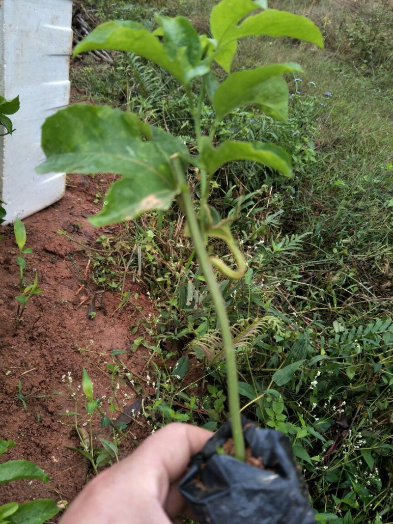 黄金百香果苗芭乐味、荔枝味百香果苗