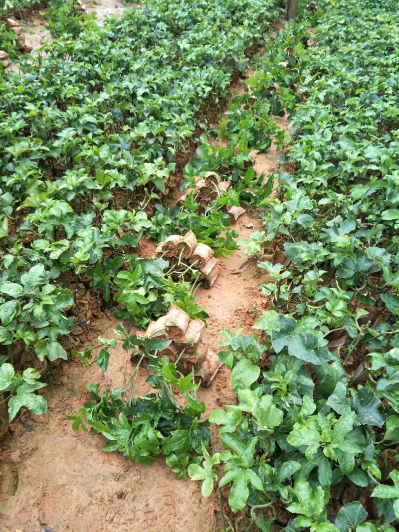 黄金百香果苗芭乐味、荔枝味百香果苗
