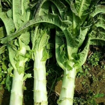 莴苣1~1.5斤50~60cm