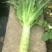 莴苣1~1.5斤50~60cm